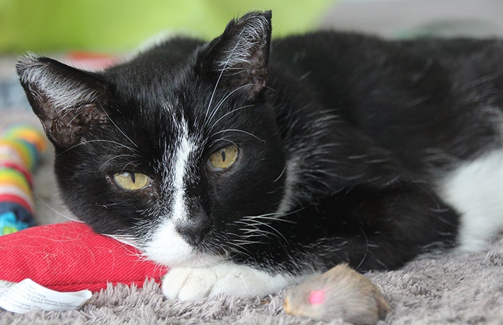 Long Socks the black and white cat