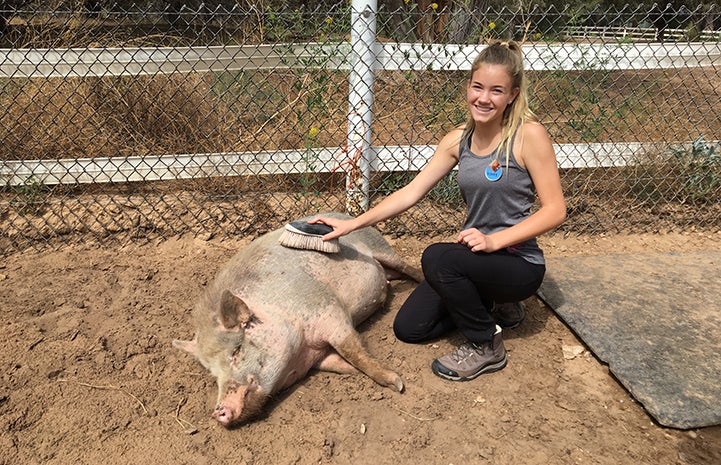 Ashley in Piggy Paradise brushing Wally the potbellied pig