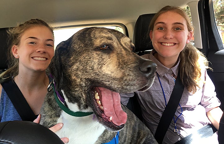 Howard the dog in the car on the way to a sleepover with Ashley and Maddy