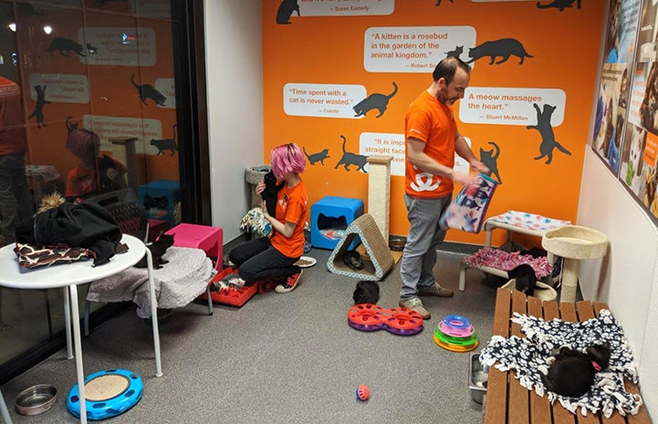 Justin and Bella Brodie volunteering in a cat room at the Best Friends Lifesaving Center in Salt Lake City