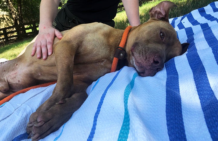 Buddy the dog lying on a blue striped blanket