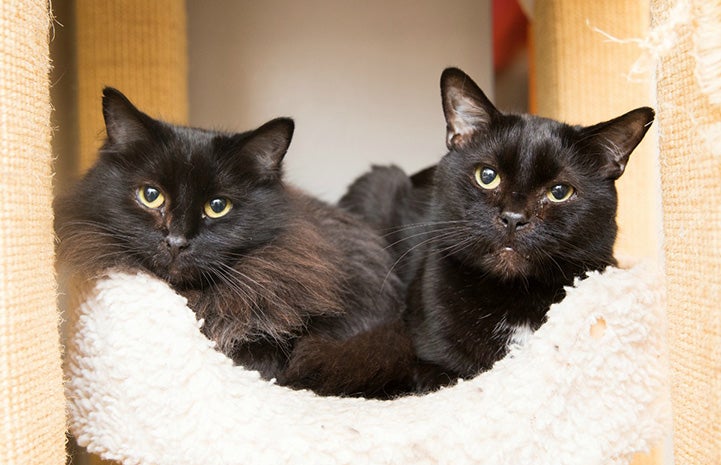 Jen and Stark the black cats lying next to one another in a cat tree