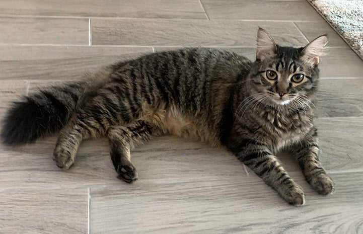 Paco the brown tabby cat lying down