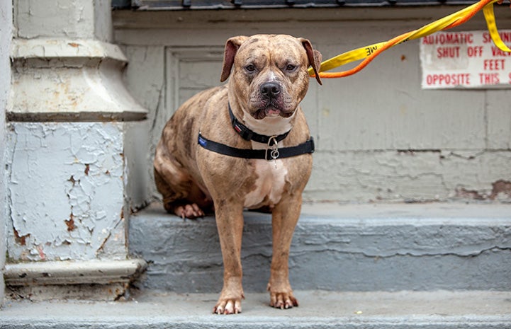 Tazz the pit bull terrier sitting on some stairs while out on a walk