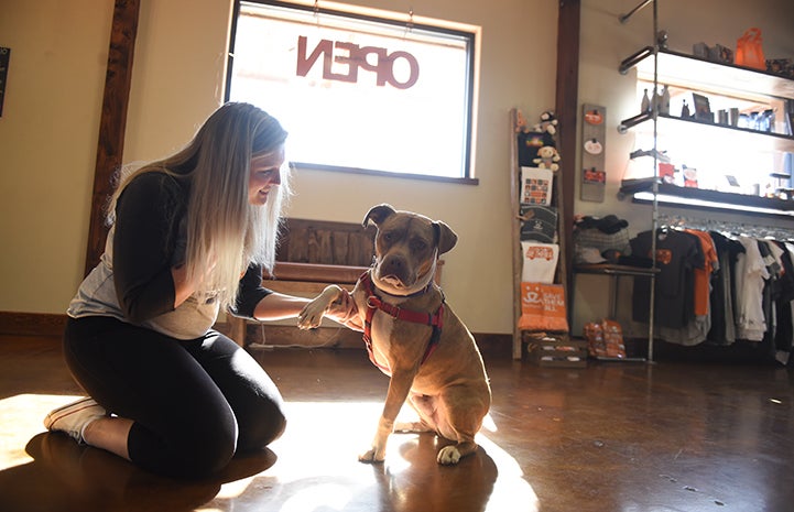 Ledger, a brown pit-bull-terrier-type dog, making a new friend at the Best Friends Visitor Center