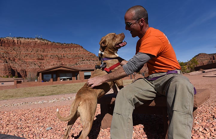 Ledger, a brown pit-bull-terrier-type dog, standing on his hind legs with his front feet on Dogtown volunteer, Tim Diantonio's shoulders