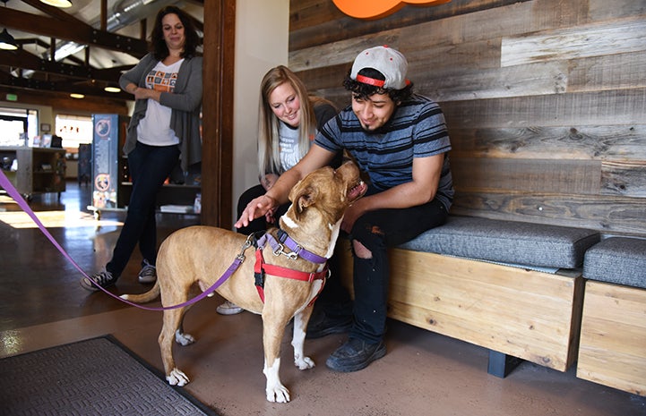 Brown pit-bull-terrier-type dog, Ledger, makes some friends at the Best Friends Visitor's Center