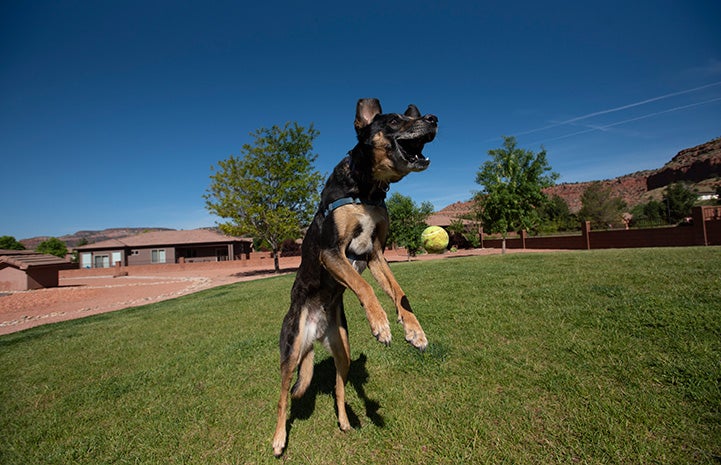 Corban the dog jumping up to catch a tennis ball ... and missing