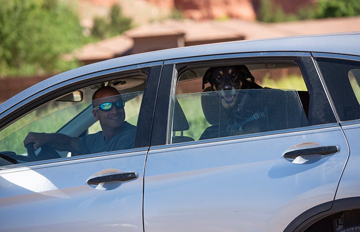 Man in the front seat of a car with Corban the dog in the back seat