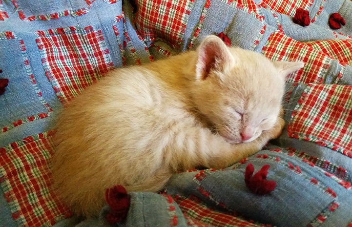 The kittens would need extra attention, but that wasn’t going to stop Judy from fostering them