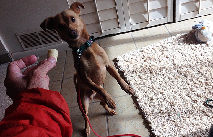 Bean the shy dog up on his hind legs begging for a treat that Raven is holding