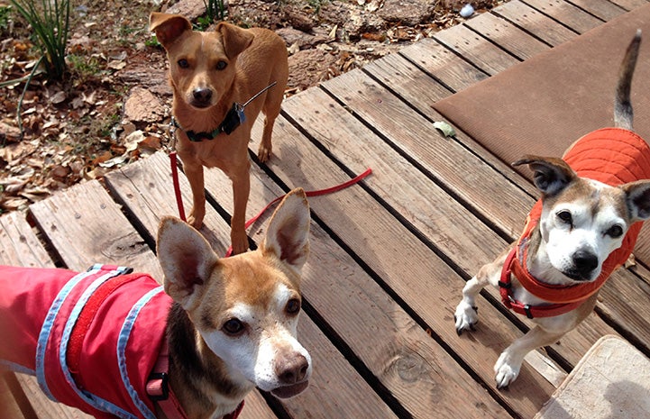 Bean the dog on a deck with two other dogs