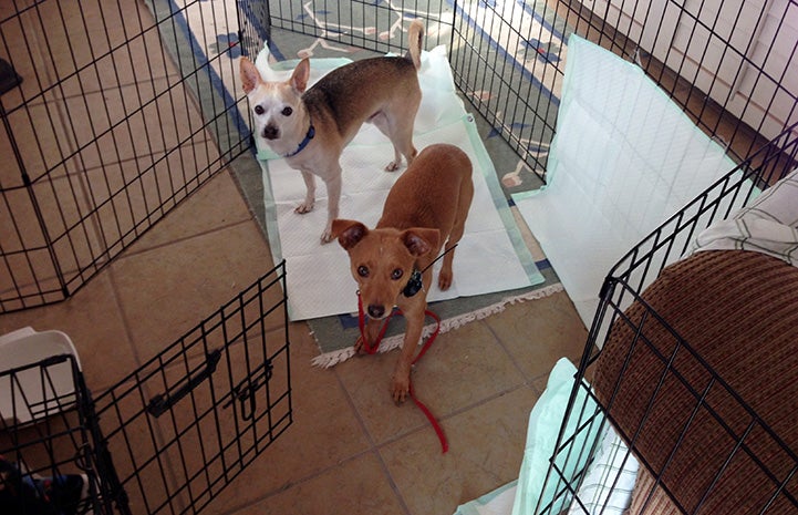 Bean, a brown shy dog, with Buddy a Chihuahua mix in Raven's office