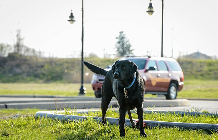 Smokey the firehouse dog on the grass in front of a car