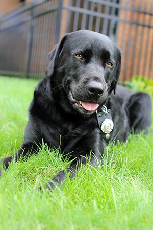 Smokey the firehouse dog lying in the grass