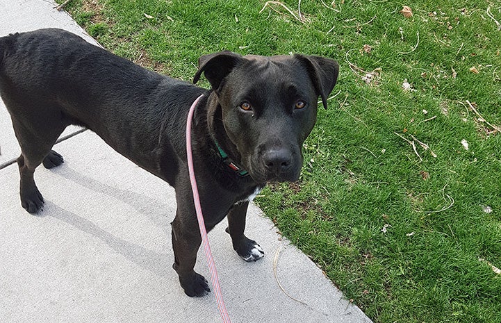 Kennedy the black and white dog standing on a sidewalk next to some grass