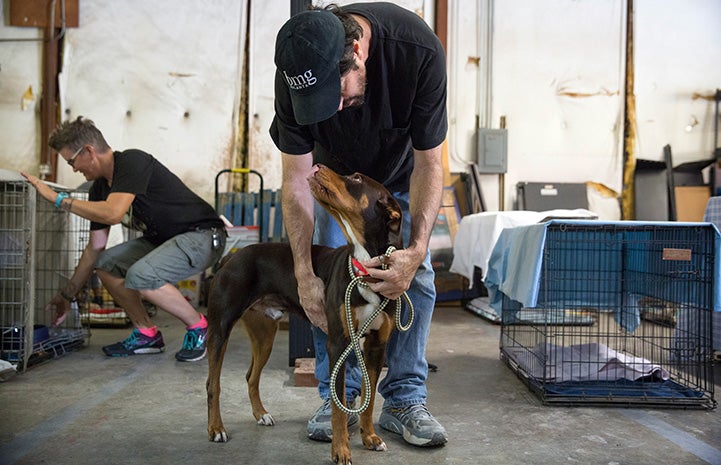 Man helping with dog transport prior to Hurricane Irma