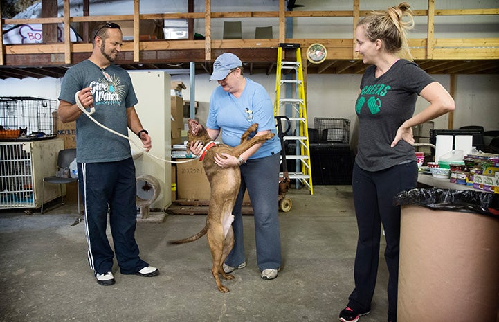 Folks helping transport animals out of Florida prior to Hurricane Irma