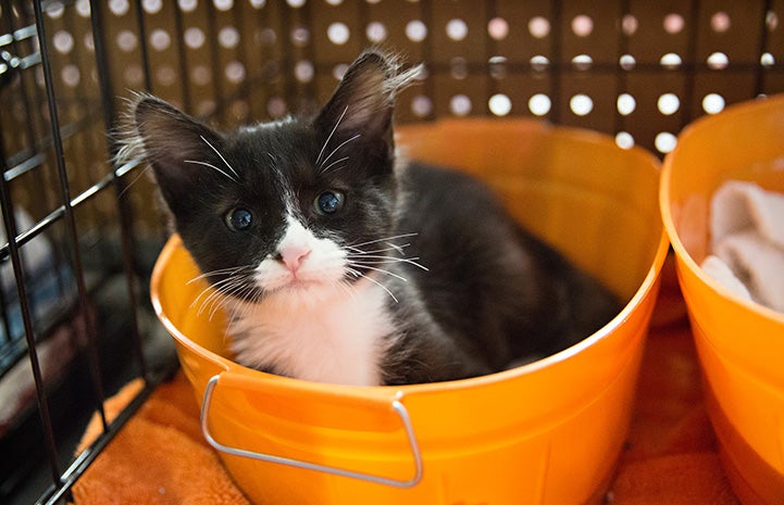 Best Friends Network partners stepped up to help animals before and after Hurricane Irma