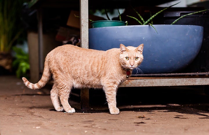 Adopted cats like Tom get to mingle with people and receive affection during the day, and then patrol the area at night