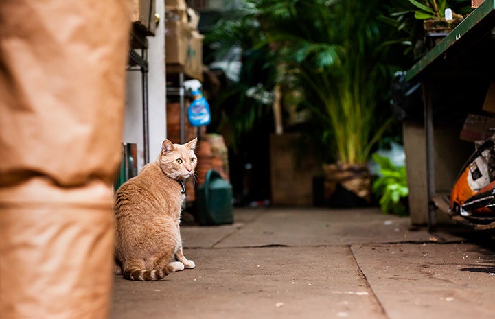 Tom the cat got a second chance after leaving the shelter for the adoption center