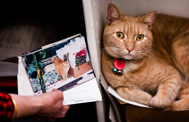 Tom the flower shop cat is pretty as a picture