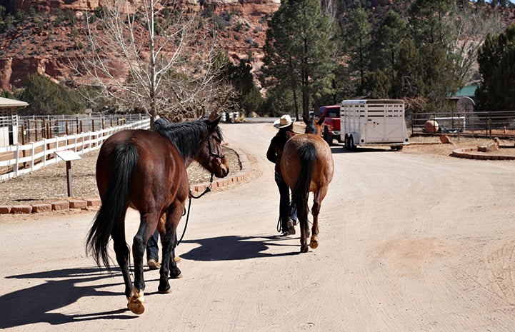 Scarlett and Wire the horses being led down a road