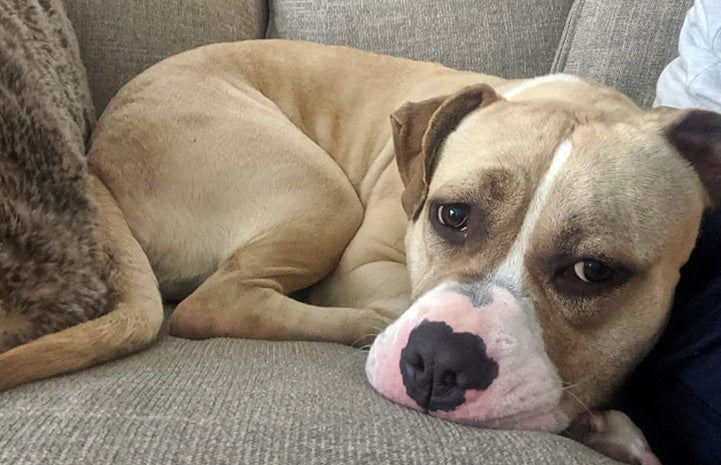 AC the pit bull type dog lying on a chair