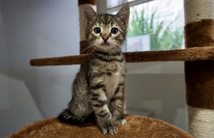 Brown tabby kitten sitting on a cat tree