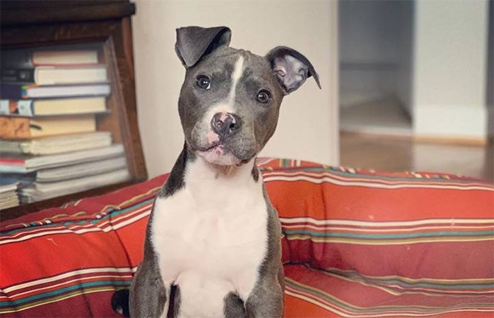 Bubbles the gray and white puppy on a multicolored cushion