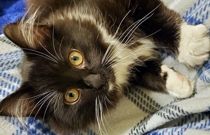 Gilly the black and white kitten, lying on her side