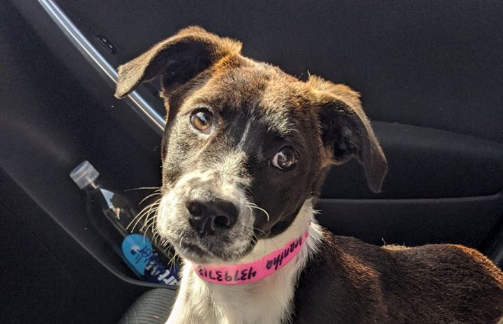 Olga the puppy wearing a pink paper ID collar lying in a car