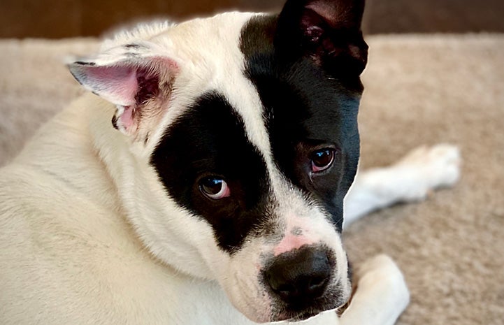 Oreo the black and white dog in his foster home