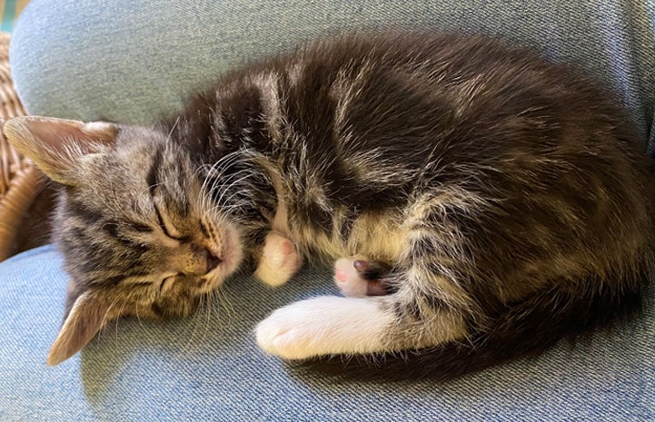 Sleeping kitten