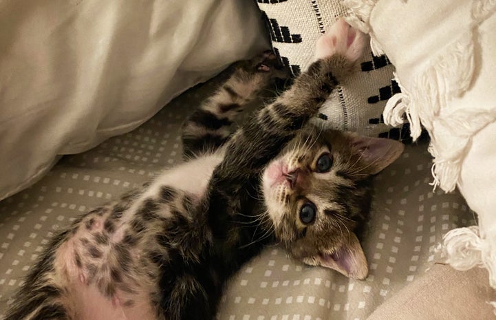 Kitten relaxing on a blanket