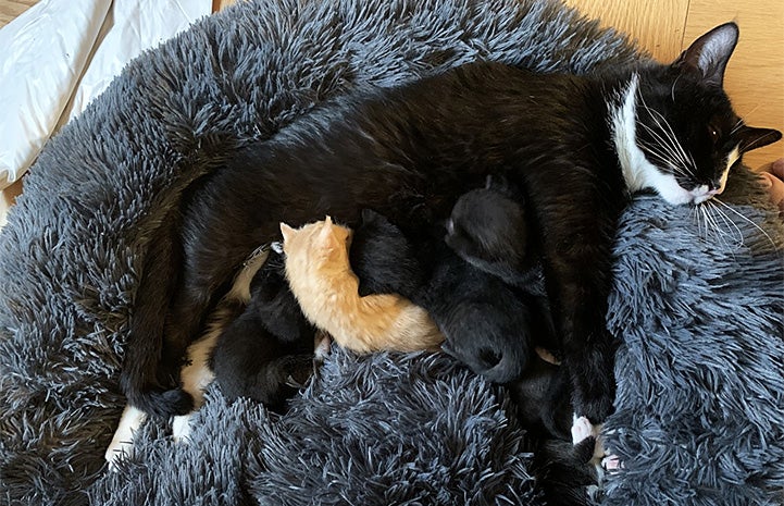 Mama cat Callie lying down in a gray fluffy bed with her kittens and Arnie nursing