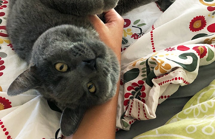 Velvet the cat lying down and hand reaching down to pet him