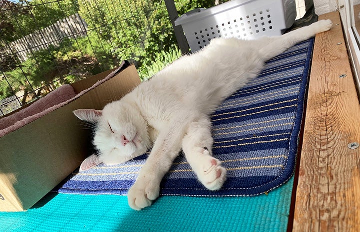 Sam the cat stretched out and sleeping on a mat