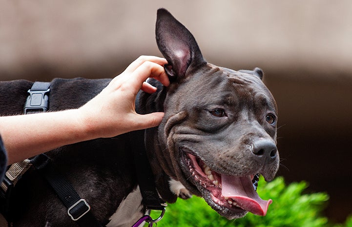 A person petting the head of Queen Lilian the dog