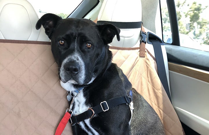 Raven the dog sitting in the back seat of a car