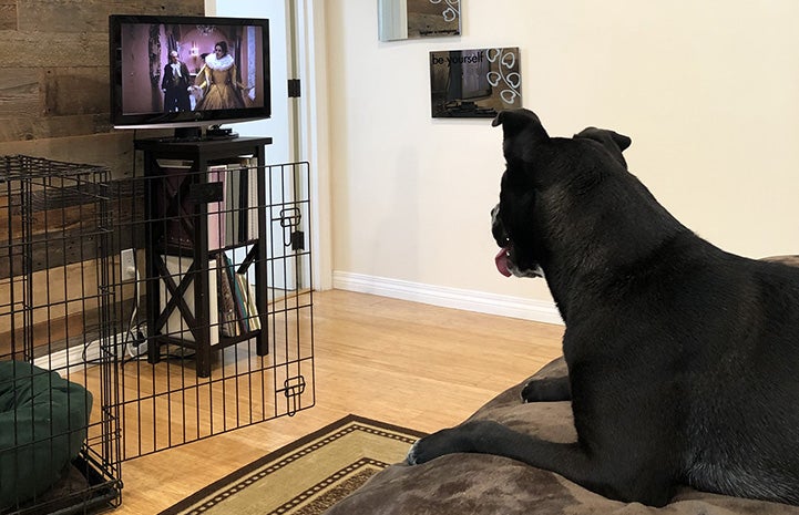 Raven the dog watching TV