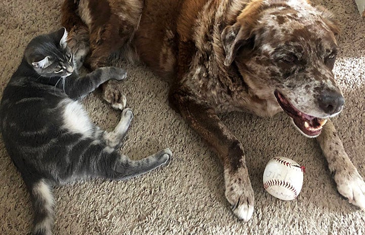 River the foster dog lying next to a gray tabby cat