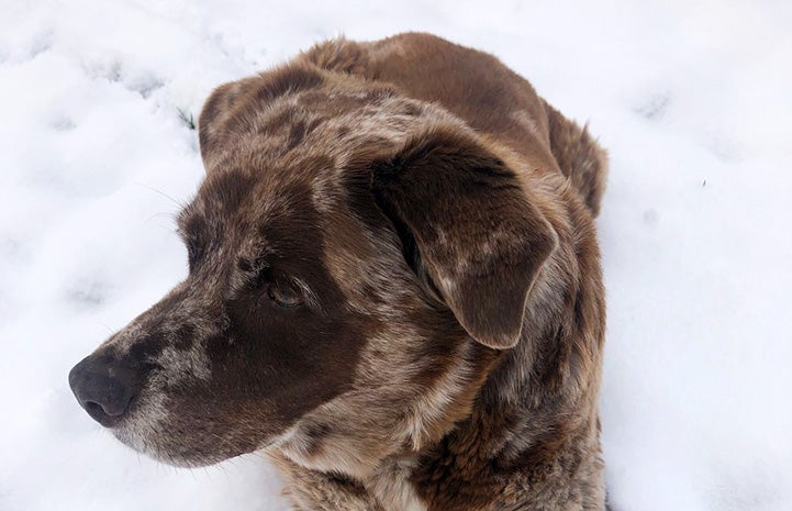 River the foster dog in the snow