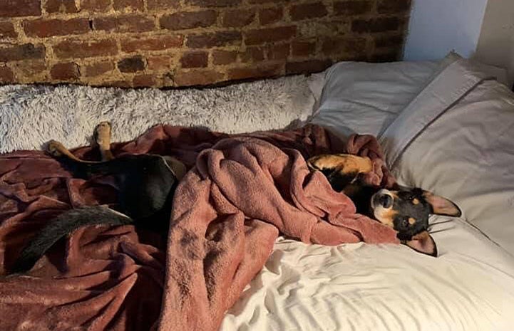 Wentworth the dog lying in a bed lying upside down, under a blanket, next to a brick wall