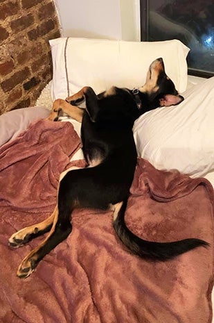 Wentworth the dog sleeping in a bed with his head on the pillow