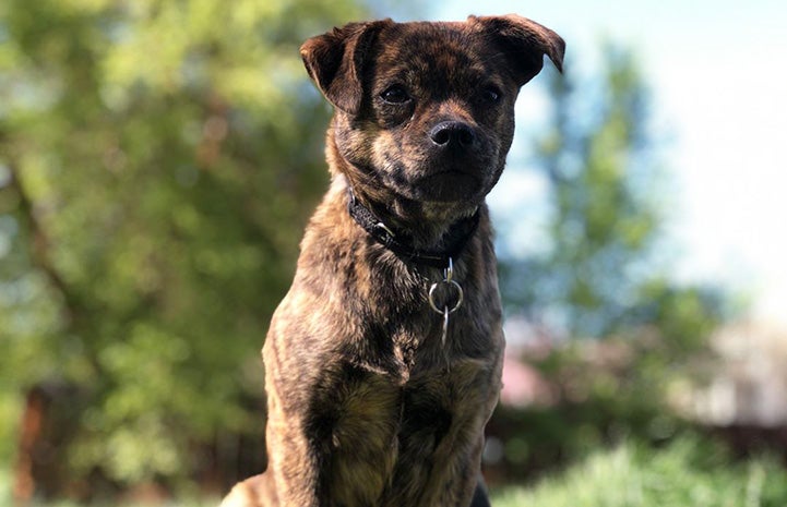 Foster dog Mustard with trees in the background