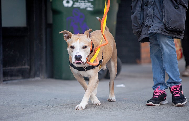 Person walking Ichi the dog outside on a two leashes and a harness