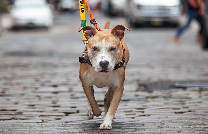 Ichi the brown and white dog out for a walk on a leash