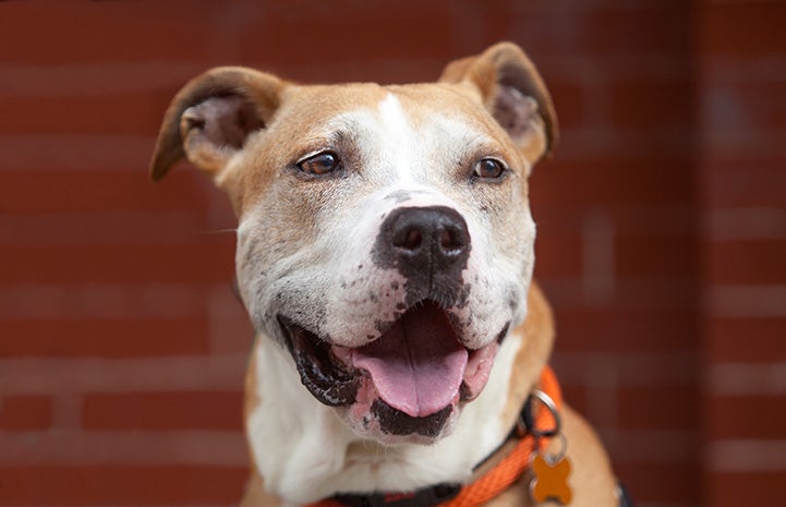 Ichi the brown and white dog with his mouth open in a smile