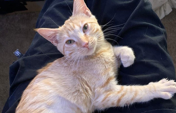 Orange tabby kitten Oliver lying on a person's legs